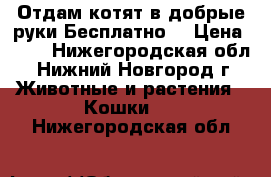 Отдам котят в добрые руки.Бесплатно. › Цена ­ 10 - Нижегородская обл., Нижний Новгород г. Животные и растения » Кошки   . Нижегородская обл.